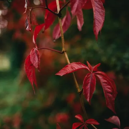 Le Jardin-chambres D'hôtes En Baie 4*